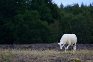 Grazing sheep by Gerard de Zwaan