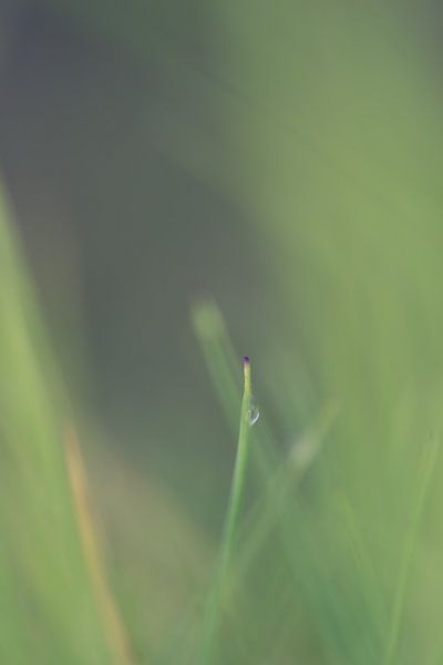 Gras by Robert Wiggers