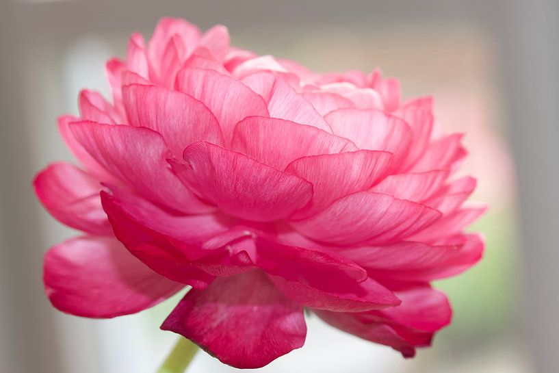 Ranunculus by LiquesArt