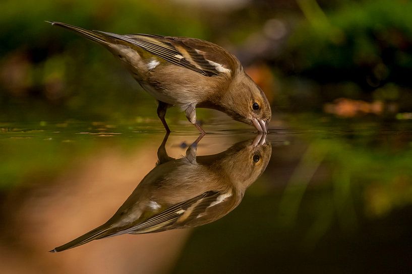 Vink van Cees Petter