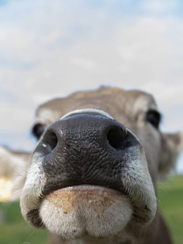 snuit Brown Swiss koe