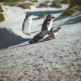 Junge Pinguine in Südafrika von Youri Zwart