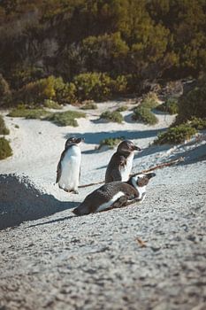 Junge Pinguine in Südafrika