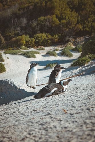 Jeunes pingouins en Afrique du Sud sur Youri Zwart