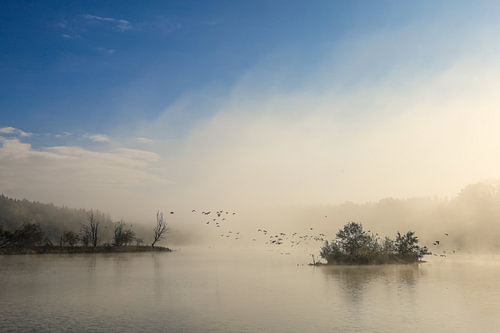 Schwackenreuter gezien in de herfst met mist en vluchtende ganzen - Mühlingen