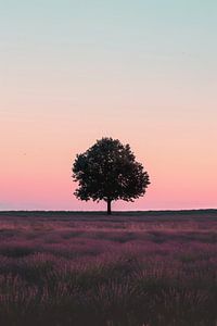Einsamer Baum im Morgenlicht