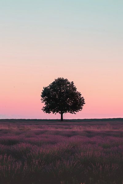 Einsamer Baum im Morgenlicht von fernlichtsicht