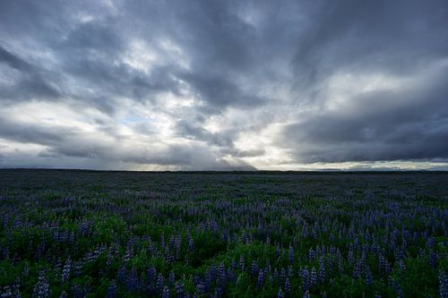 Islande - Champs infinis de fleurs de lupin violet le soir