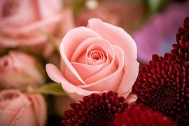 Zarte Eleganz von David Krause