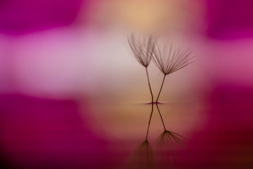 DANDELION by Thomas Riess