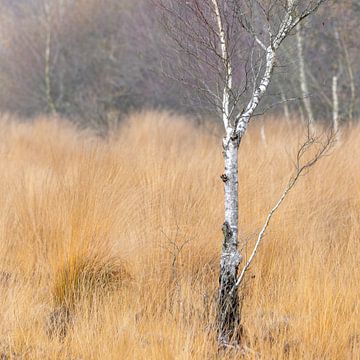 The Wierden Field III by Anneke Hooijer