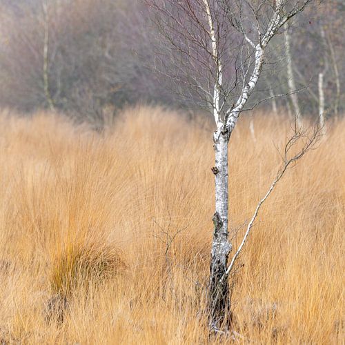 Het Wierdense Veld III
