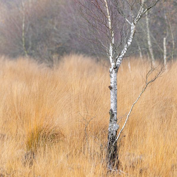 The Wierden Field III by Anneke Hooijer
