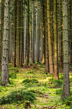 natuurbomen water zon