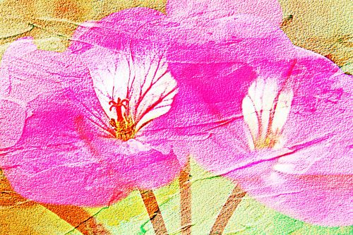 a pink geranium flower mixed media