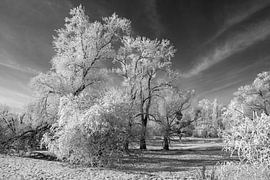 Snow-covered Elbe meadow landscape in black and white by t.ART