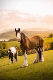 Shyer Big Ben von Laurien De Grande