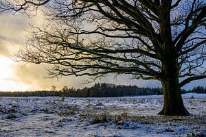 Snow winter landscape with an oak tree in a snowy forest during 