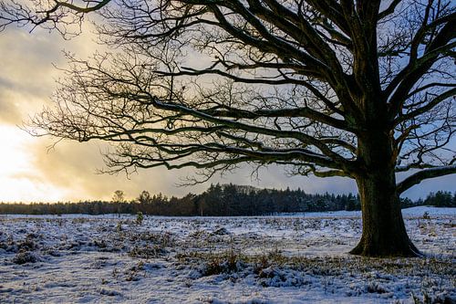 Sneeuw winterlandschap met een eik in een besneeuwd bos tijdens