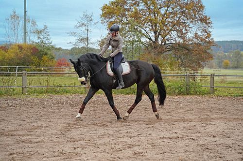 Training met het Beierse zwarte paard Baveria op een rijbak in de herfst