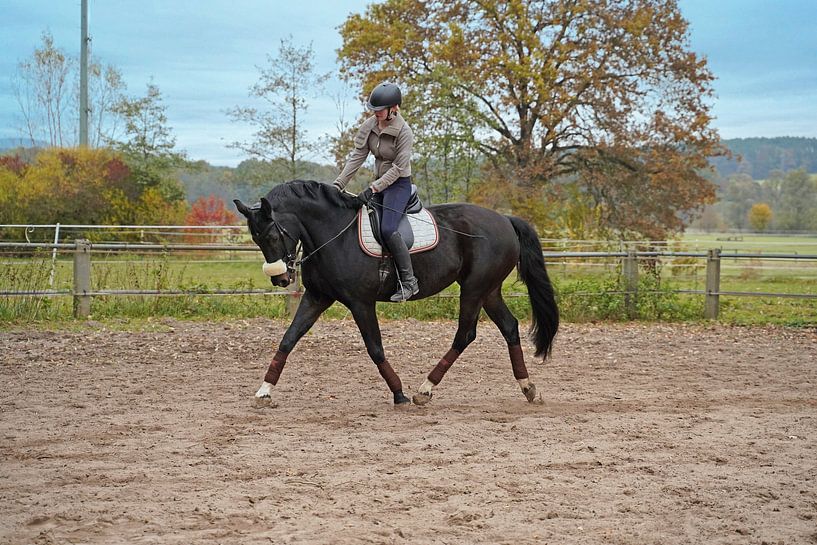 Training with the Bayer black horse Baveria on a riding arena in autumn by Babetts Bildergalerie