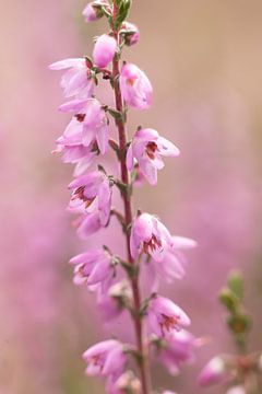 zachte roze pastel kleuren van heide, natuur | fine art foto