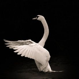 Schwan „Vertrauen geschenkt“ 1 von Foto Studio Labie