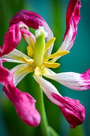Blooming tulip by Edwin Boer