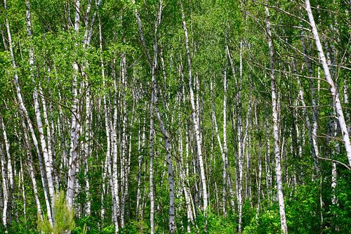 Birch grove