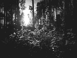 Forêt en noir et blanc avec des rayons de soleil sur 7R.Collection