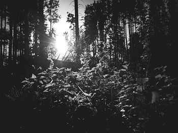 Black-and-white forest with rays of sunlight