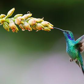 Le colibri vole grâce à la bromélia sur Henk Bogaard