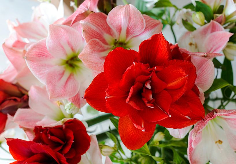amaryllis bloemen in rose en rood par ChrisWillemsen