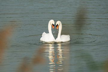 Swans by Jeroen van den Broek