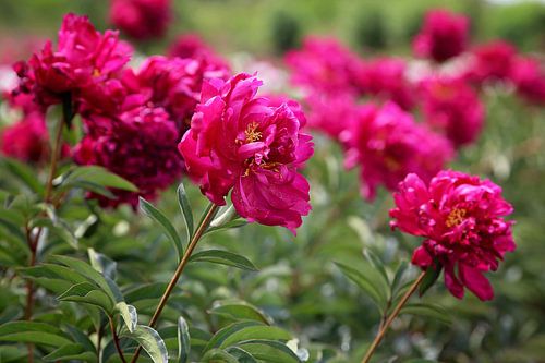 hoe roze kan roze zijn... von Marianne Bras