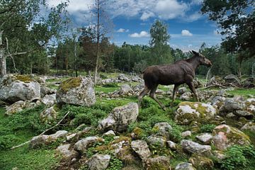 Elanden in de natuur van Zweden van Martin Köbsch