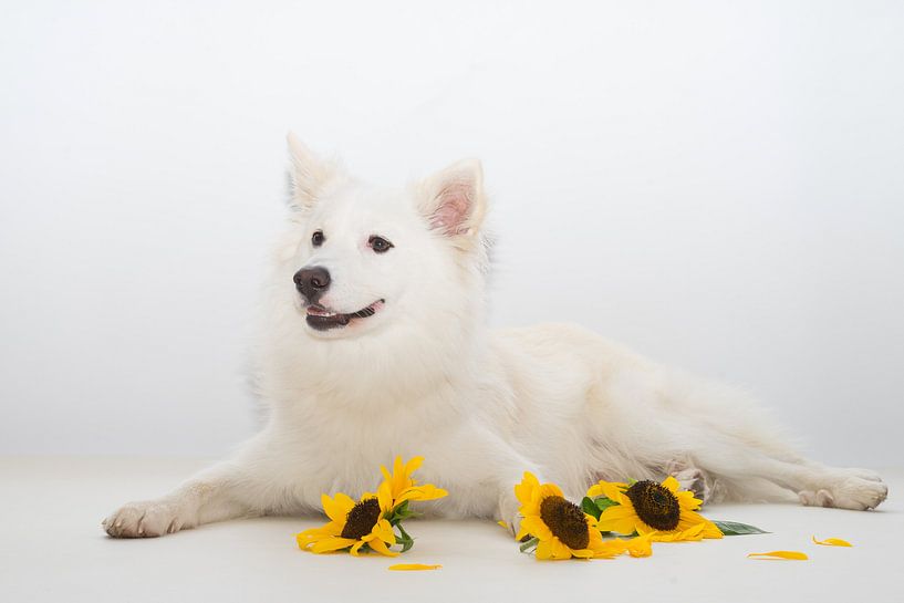 Djarfur (2) by Monika Scheurer