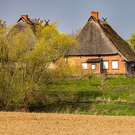 Ein Reetdorf grüßt den Frühling von Holger Felix
