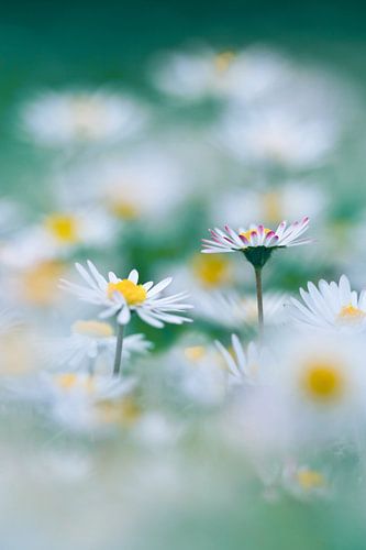 Minty Daisy
