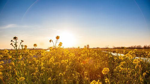 Goudgele zonsondergang in een veld Koolzaad