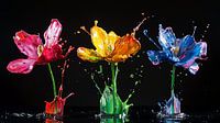 Colourful flowers