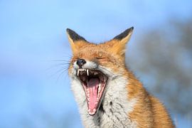 Renard dans les dunes d'approvisionnement en eau d'Amsterdam sur Martin Jansen