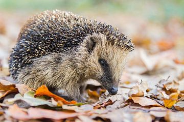 Hedgehog in autumn leaves by Ben Schonewille