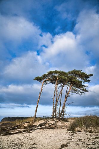 Bomen gevormd door de wind op het strand van de Baltische Zee.