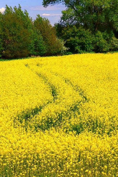Landscape in May with rape by Thomas Jäger