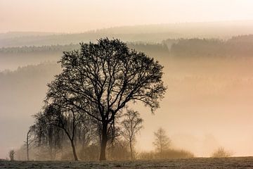 Matin brumeux sur Olivier Chattlain