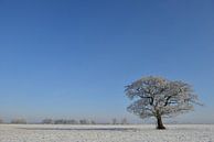 Einsamer Baum in einer Winterlandschaft von Sjoerd van der Wal Fotografie Miniaturansicht
