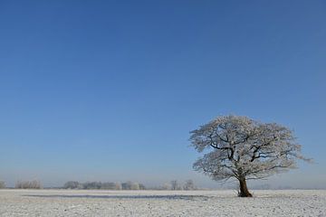 Arbre solitaire dans un paysage d'hiver sur Sjoerd van der Wal Photographie