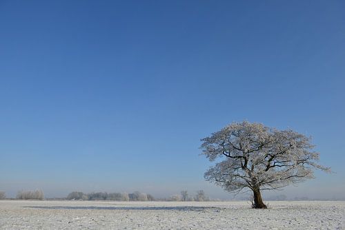 Boom in een winters landschap
