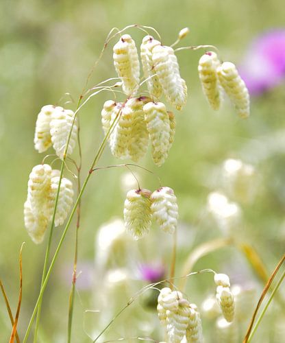 Pastel by Bianca ter Riet